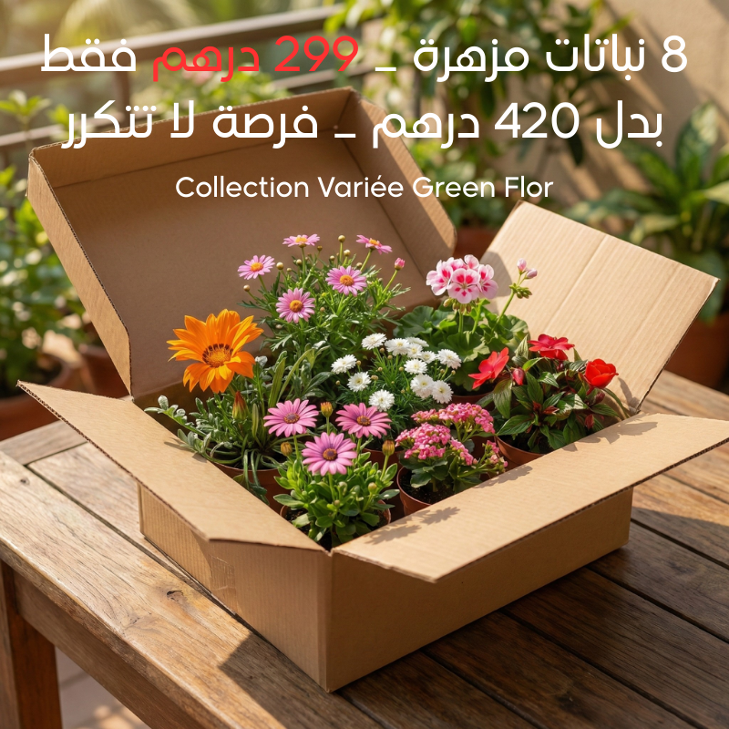 باك النباتات المزهر 8 | 299 dollars | Fleur Verte