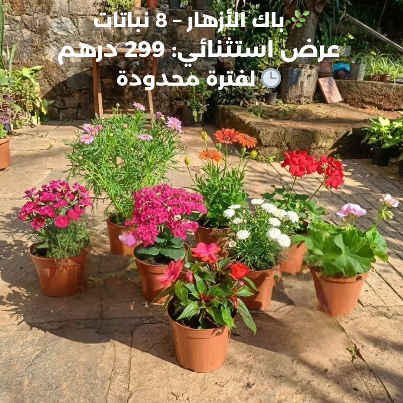 باك النباتات المزهر 8 | 299 dollars | Fleur Verte