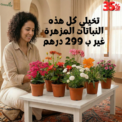 Pack 8 plantes fleurs / 299 DH
